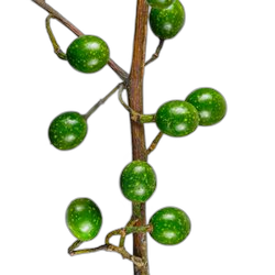 Litsea Cubeba